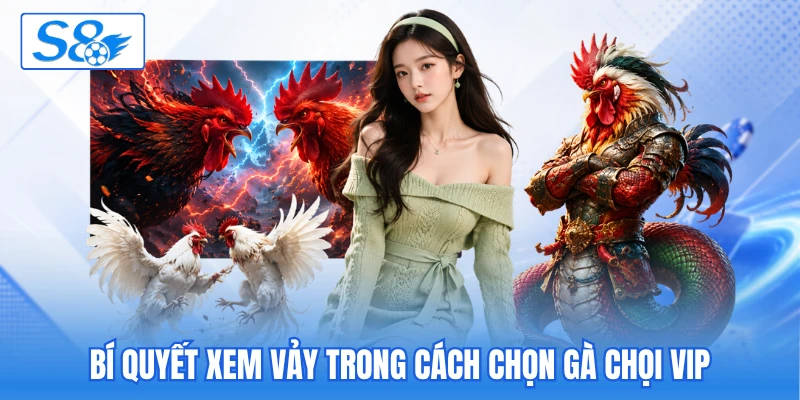 Bí quyết xem vảy trong cách chọn gà chọi vip