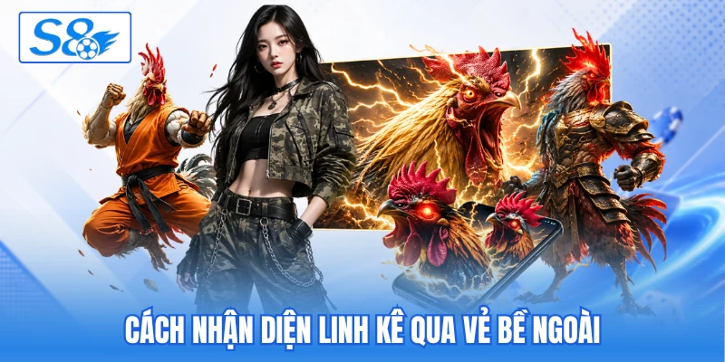 Cách nhận diện linh kê qua vẻ bề ngoài