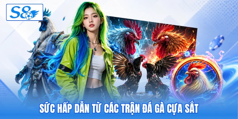 Sức hấp dẫn từ các trận đá gà cựa sắt